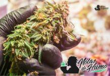 RS11 strain