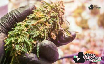 RS11 strain marihuana: Opiniones y Efectos RS11 strain