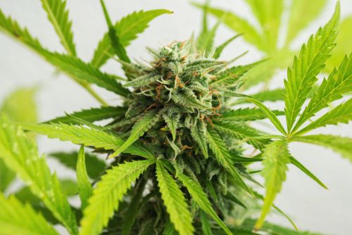 RS11 strain