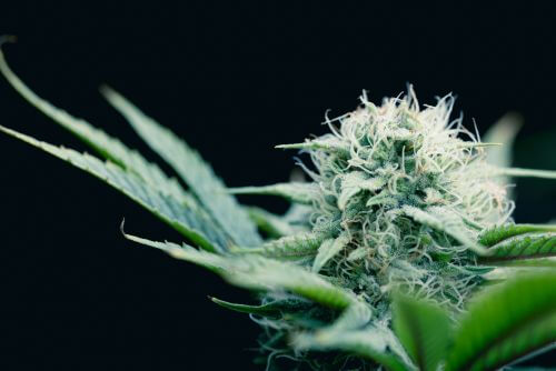 Rainbow Belts strain