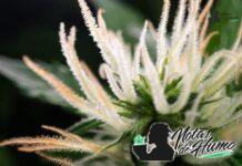 SFV OG strain marihuana: Opiniones y Efectos SFV OG strain