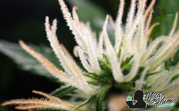 SFV OG strain marihuana: Opiniones y Efectos SFV OG strain