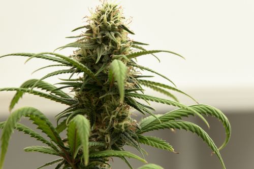 Skywalker OG strain