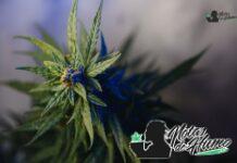 Space Candy strain marihuana: Opiniones y Efectos Space Candy strain