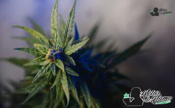 Space Candy strain