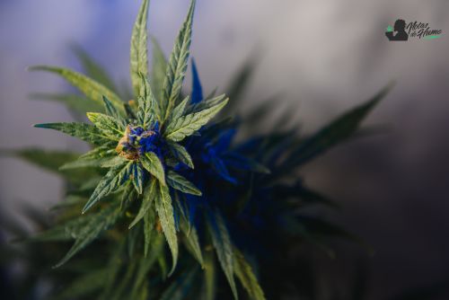 Space Candy strain marihuana: Opiniones y Efectos REALES