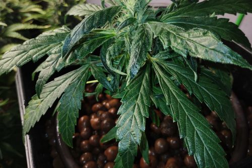 Space Candy strain