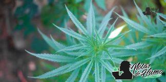 Strawberry Shortcake strain marihuana: Opiniones y Efectos Strawberry Shortcake strain