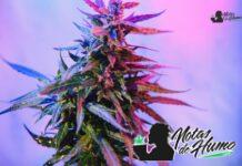 Thin Mint strain marihuana: Opiniones y Efectos