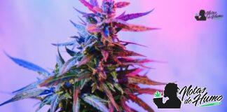 Thin Mint strain marihuana: Opiniones y Efectos