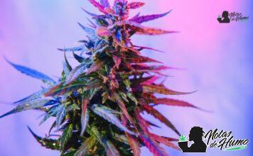 Thin Mint strain marihuana: Opiniones y Efectos