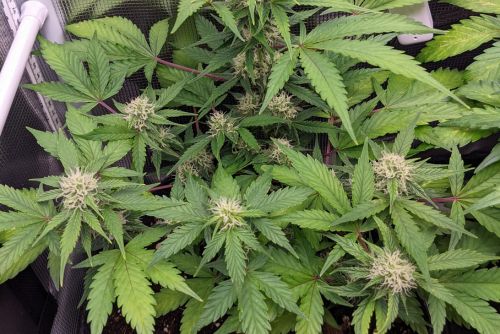 Triangle Kush strain