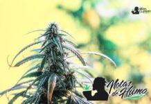 Triangle Kush strain marihuana: Opiniones y Efectos