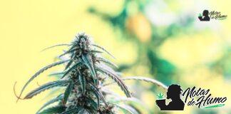 Triangle Kush strain marihuana: Opiniones y Efectos