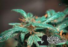 Zookies strain marihuana: Opiniones y Efectos Zookies strain