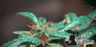 Zookies strain marihuana: Opiniones y Efectos Zookies strain