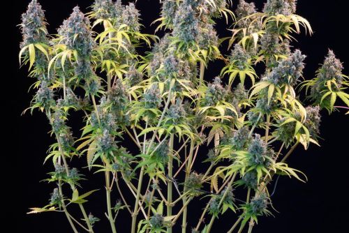 Zookies strain