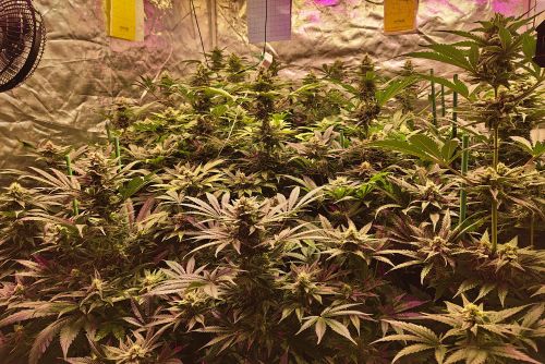 Acapulco Gold strain