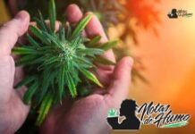 Acapulco Gold strain: Opiniones y Efectos acapulco gold strain