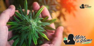 Acapulco Gold strain: Opiniones y Efectos acapulco gold strain