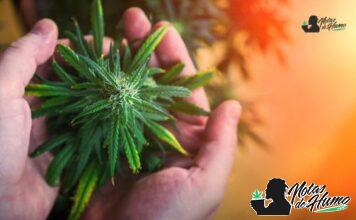 Acapulco Gold strain: Opiniones y Efectos acapulco gold strain