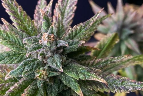 acapulco gold strain