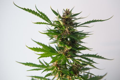 Afternoon Delight strain