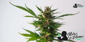 Afternoon delight strain marihuana: Opiniones y Efectos Afternoon Delight strain