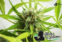 Animal Face strain: Opiniones y Efectos