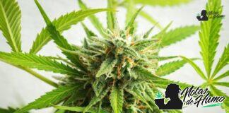 Animal Face strain: Opiniones y Efectos