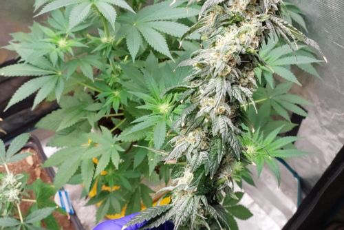 Animal Face ejemplar