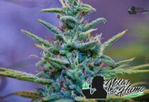 Animal Mints strain marihuana: Opiniones y Efectos animal mintz strain