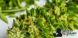 Apple Fritter strain marihuana: Opiniones y Efectos Apple Fritter strain