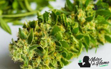 Apple Fritter strain