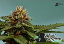 Apples and Bananas marihuana: Opiniones y Efectos apples and bananas strain