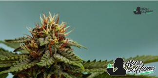 Apples and Bananas marihuana: Opiniones y Efectos apples and bananas strain