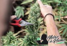 Banana OG strain marihuana: Opiniones y Efectos