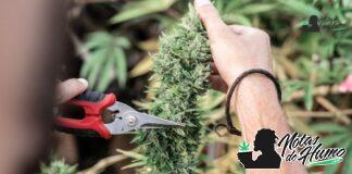 Banana OG strain marihuana: Opiniones y Efectos