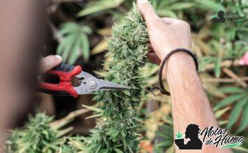 Banana OG strain marihuana: Opiniones y Efectos