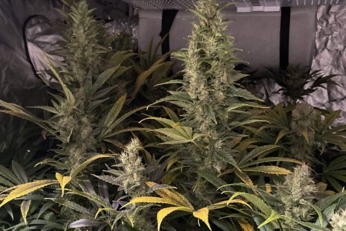 birthday cake strain