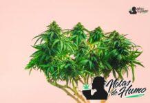 Birthday Cake strain marihuana: Opiniones y Efectos birthday cake strain