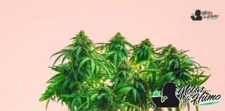 birthday cake strain