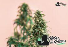 Biscotti strain: Opiniones y Efectos biscotti strain