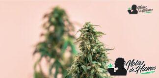 Biscotti strain: Opiniones y Efectos biscotti strain