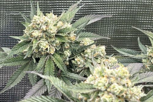 Black Cherry strain