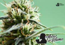 Black Cherry Gelato strain
