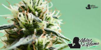 Black Cherry Gelato strain