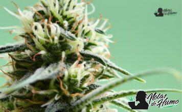 Black Cherry Gelato strain