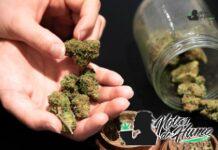 Black Mamba strain marihuana: Opiniones y Efectos
