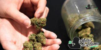 Black Mamba strain marihuana: Opiniones y Efectos